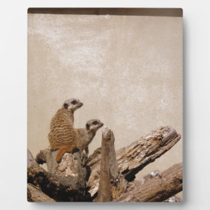 Meerkat Lookout Fotoplatte