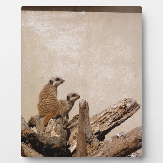Meerkat Lookout Fotoplatte (Vorderseite)