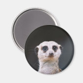 Meerkat Lookout Magnet (Vorderseite/Rückseite)