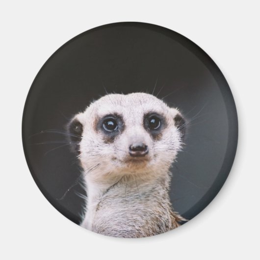 Meerkat Lookout Magnet (Vorne)