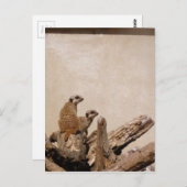 Meerkat Lookout Postkarte (Vorne/Hinten)