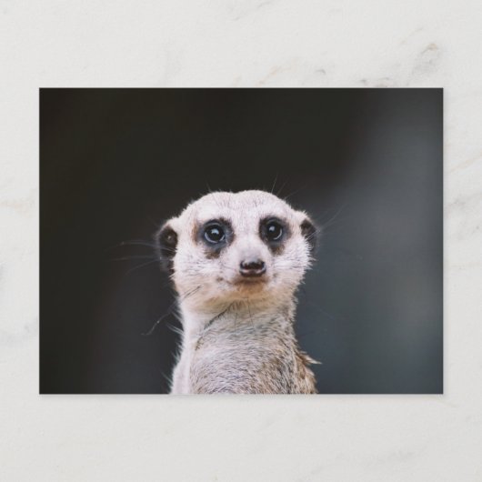 Meerkat Lookout Postkarte (Vorderseite)