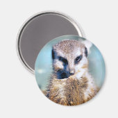 MEERKAT MAGNET (Vorderseite/Rückseite)