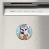 MEERKAT MAGNET (In Situ (Geschirrspüler))