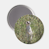 Meerkat Magnet (Vorderseite/Rückseite)