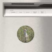 Meerkat Magnet (In Situ (Geschirrspüler))