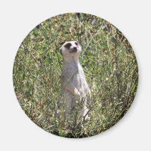 Meerkat Magnet