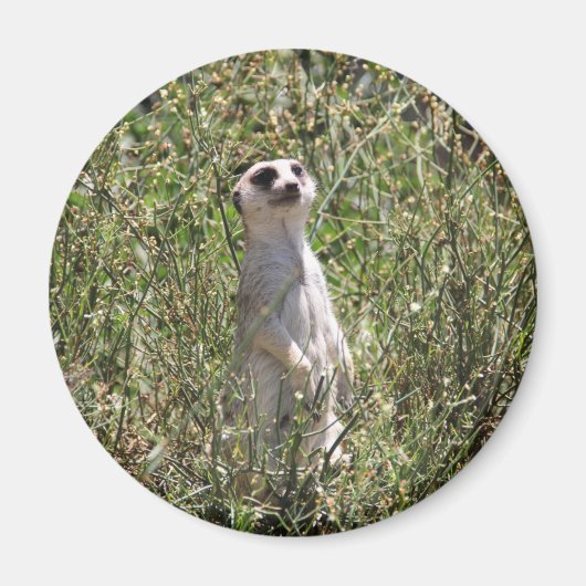 Meerkat Magnet (Vorne)