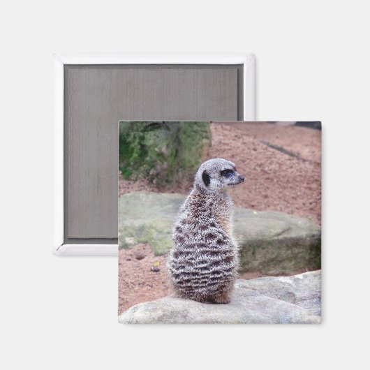 meerkat magnet (Vorderseite/Rückseite)