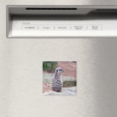 meerkat magnet (In Situ (Geschirrspüler))