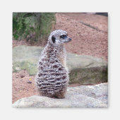 meerkat magnet (Vorne)