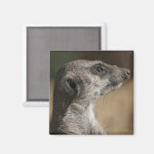 Meerkat Magnet (Vorderseite/Rückseite)