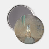 Meerkat Magnet (Vorderseite/Rückseite)