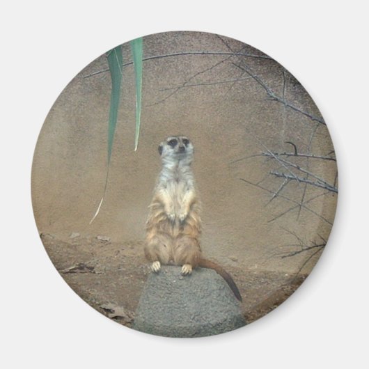 Meerkat Magnet (Vorne)