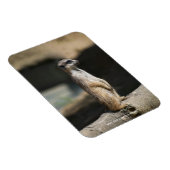Meerkat Magnet (Rechte Seite)