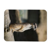 Meerkat Magnet (Horizontal)