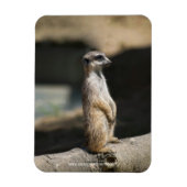 Meerkat Magnet (Vertikal)