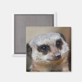 Meerkat Magnet (Vorderseite/Rückseite)