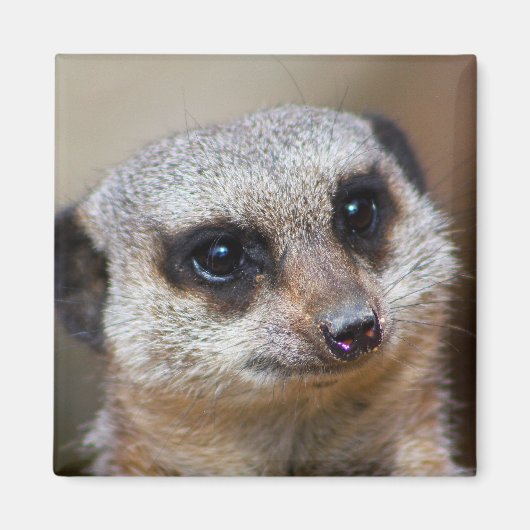 Meerkat Magnet (Vorne)