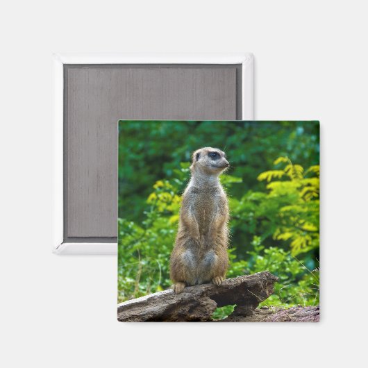 Meerkat Magnet (Vorderseite/Rückseite)