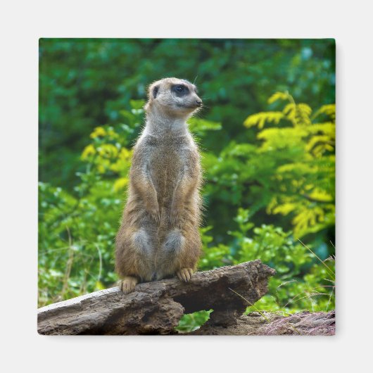 Meerkat Magnet (Vorne)