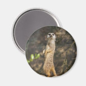 Meerkat Magnet (Vorderseite/Rückseite)