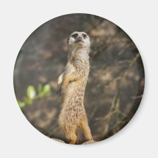 Meerkat Magnet (Vorne)