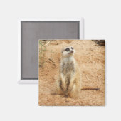 Meerkat Magnet (Vorderseite/Rückseite)