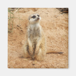 Meerkat Magnet