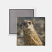 Meerkat Magnet (Vorderseite/Rückseite)