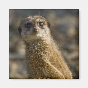 Meerkat Magnet