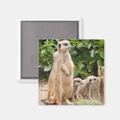 Meerkat-Magnet Magnet (Vorderseite/Rückseite)
