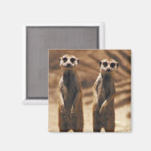 Meerkat-Magnet Magnet (Vorderseite/Rückseite)