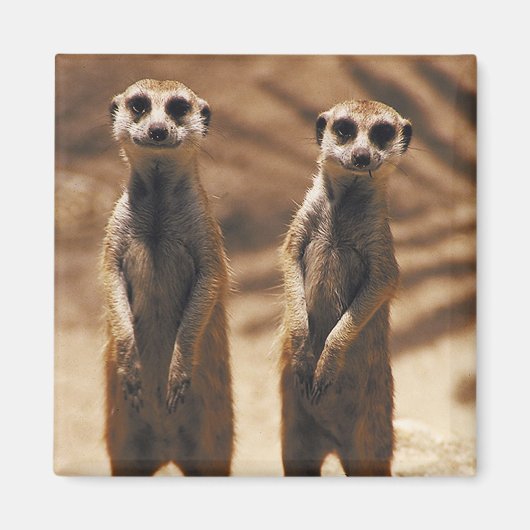 Meerkat-Magnet Magnet (Vorne)