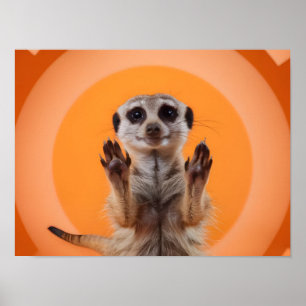 Meerkat Making Stopp Hand Geste Poster