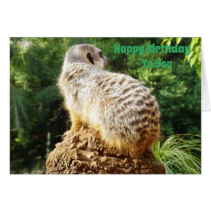 Meerkat mit einem hohen Blick auf die Geburtstagsw