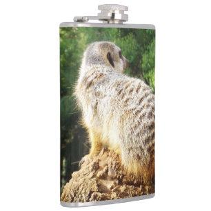 Meerkat mit hoher Aussicht, Flachmann