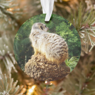 Meerkat mit hoher Aussicht, Ornament