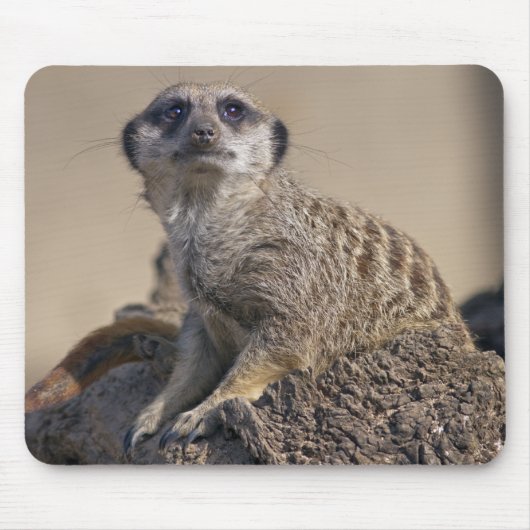 Meerkat Mousemat Mousepad (Vorne)