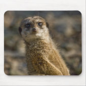 Meerkat Mousepad (Vorne)