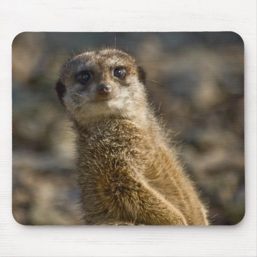 Meerkat Mousepad (Vorne)