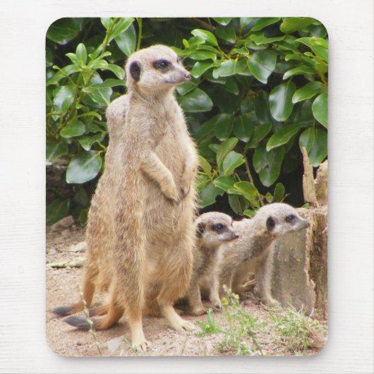 meerkat mousepad (Vorne)
