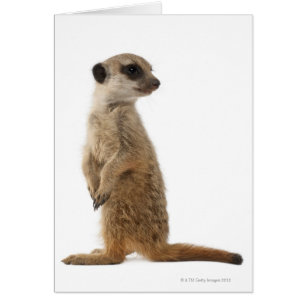 Meerkat oder Suricate - Suricata suricatta
