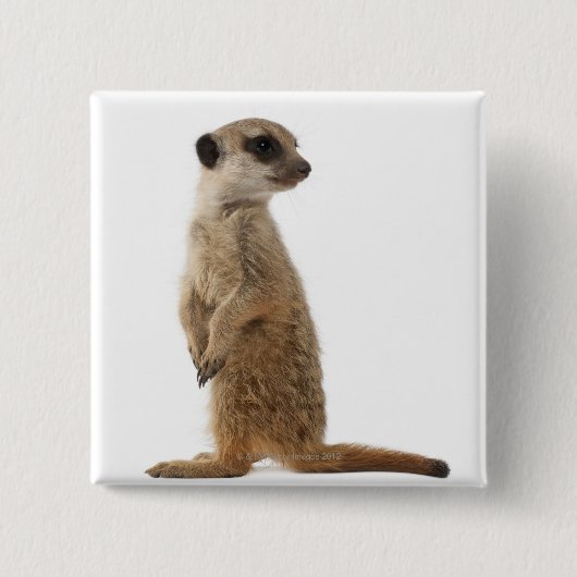Meerkat oder Suricate - Suricata suricatta Button (Vorderseite)