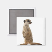 Meerkat oder Suricate - Suricata suricatta Magnet (Vorderseite/Rückseite)