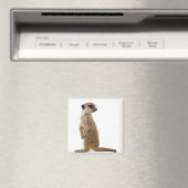 Meerkat oder Suricate - Suricata suricatta Magnet (In Situ (Geschirrspüler))