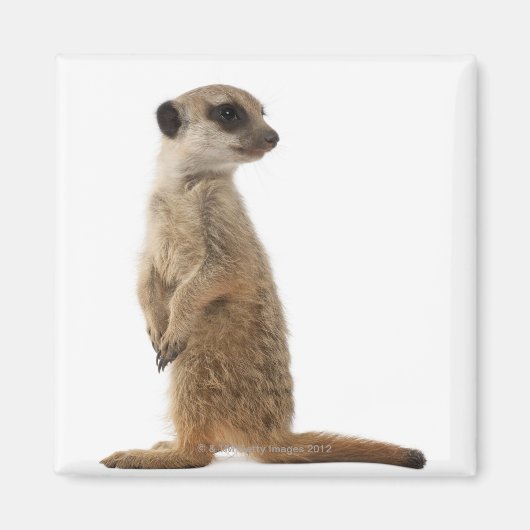 Meerkat oder Suricate - Suricata suricatta Magnet (Vorne)