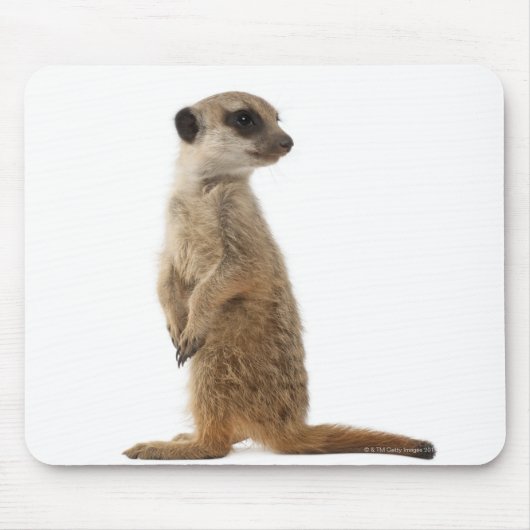 Meerkat oder Suricate - Suricata suricatta Mousepad (Vorne)