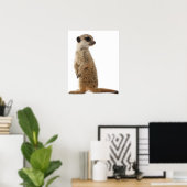 Meerkat oder Suricate - Suricata suricatta Poster (Heimbüro)