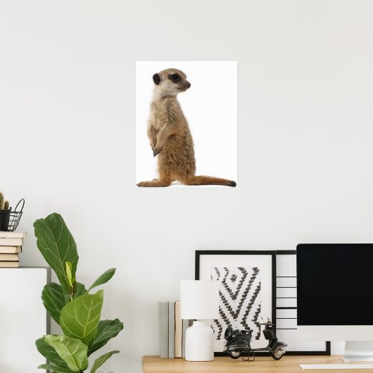 Meerkat oder Suricate - Suricata suricatta Poster (Heimbüro)